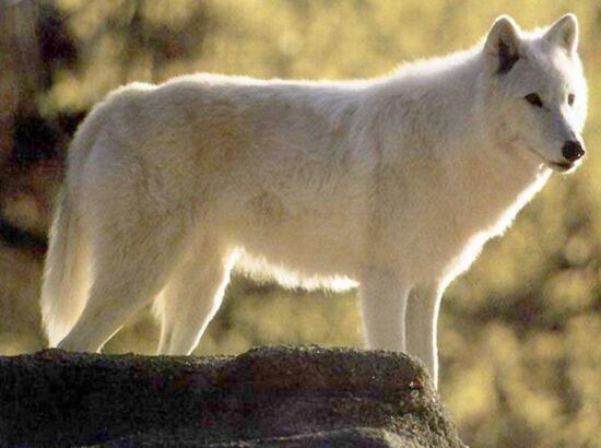 纽芬兰白狼图片 第1张