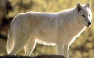 纽芬兰白狼图片