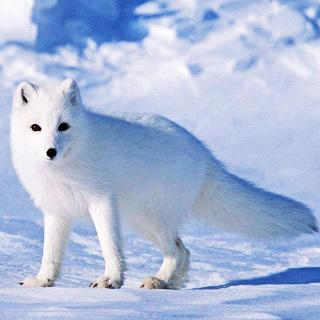 纽芬兰白狼图片 第2张