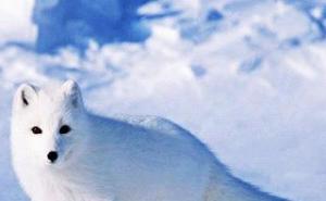 纽芬兰白狼图片 第2张