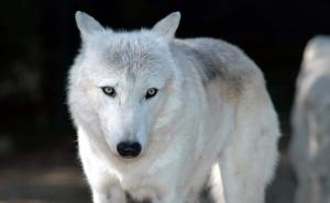 纽芬兰白狼图片 第3张