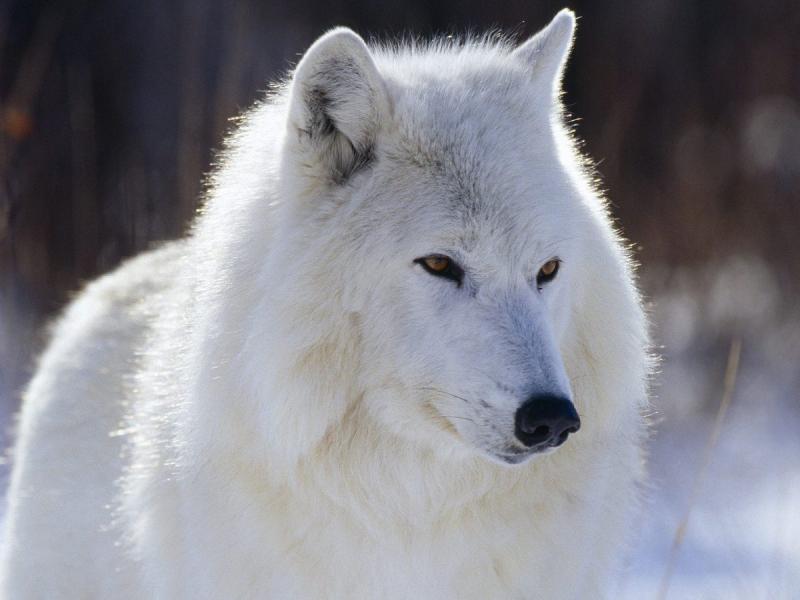 纽芬兰白狼图片 第4张