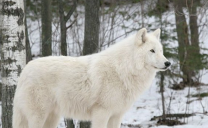 纽芬兰白狼图片 第5张