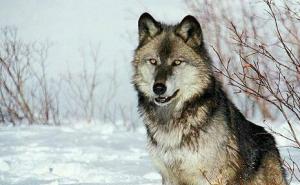 北美灰狼图片 第3张