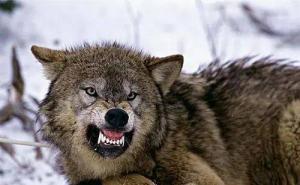 北美灰狼图片 第2张