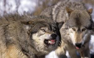 北美灰狼图片 第6张