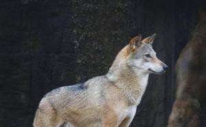 北美灰狼图片 第5张