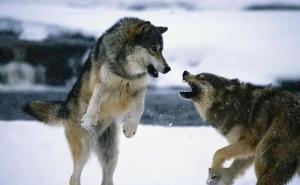 北美灰狼图片 第9张