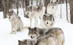 北美灰狼图片 第8张