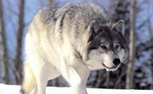 北美灰狼图片 第7张