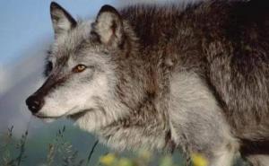 北美灰狼图片 第10张