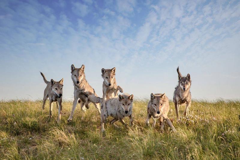 草原狼图片 第2张