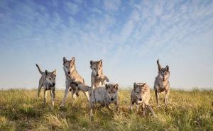 草原狼图片 第2张