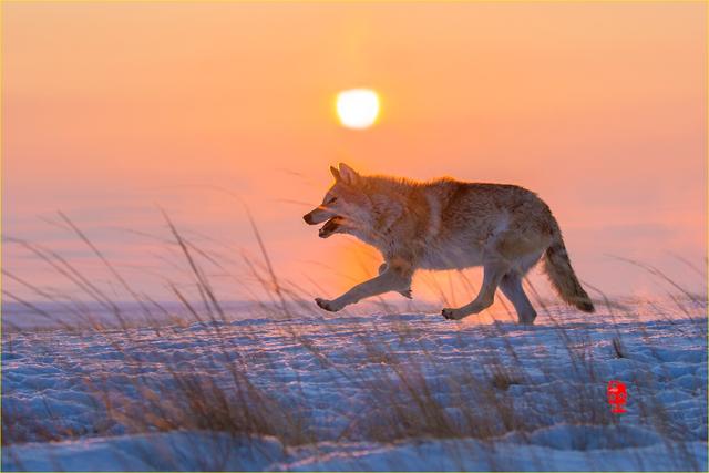草原狼图片 第1张