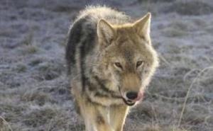 草原狼图片 第3张