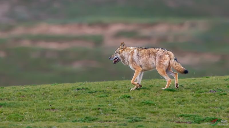 草原狼图片 第5张