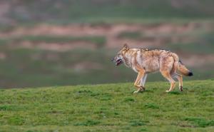 草原狼图片 第5张