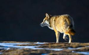 草原狼图片 第4张