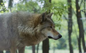 草原狼图片 第6张