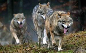 草原狼图片 第7张