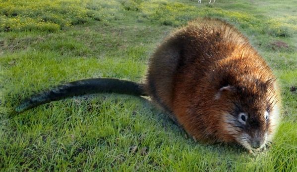 麝香鼠图片 第1张