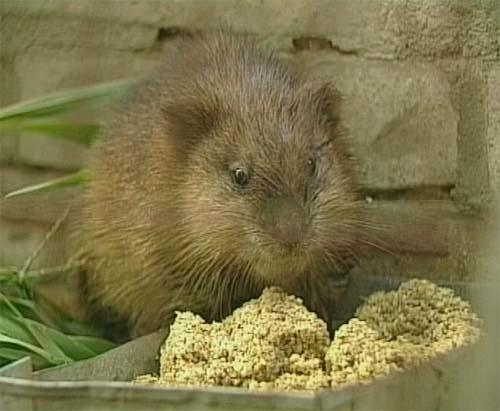 麝香鼠图片 第2张