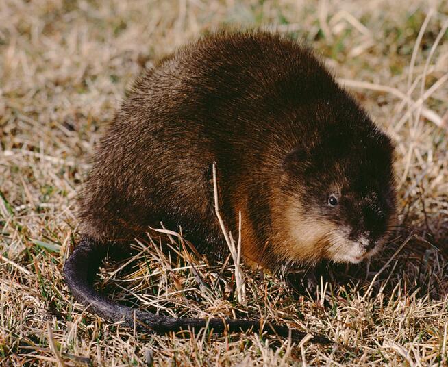 麝香鼠图片 第4张