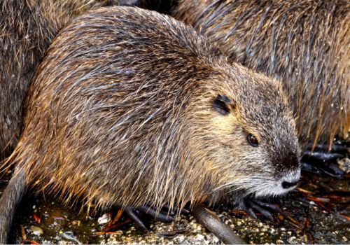 麝香鼠图片 第5张