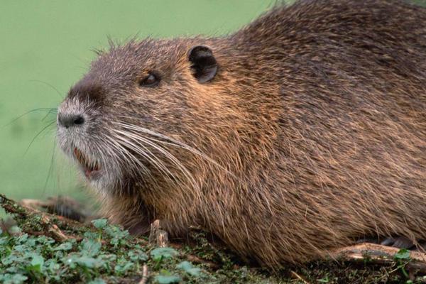 麝香鼠图片 第6张