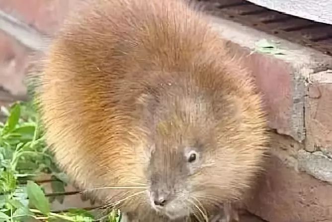 麝香鼠图片 第7张