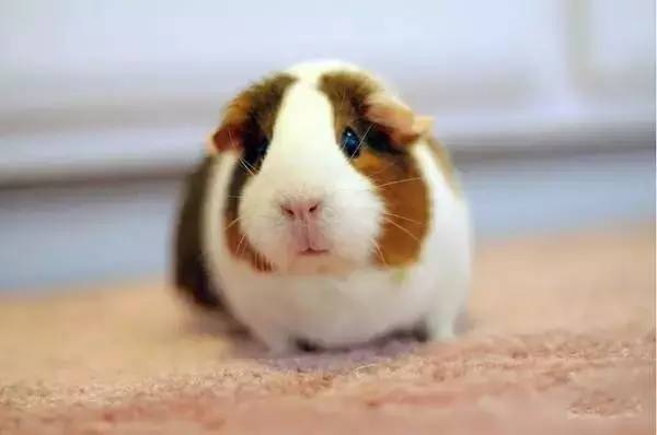 荷兰猪宠物鼠图片 第1张