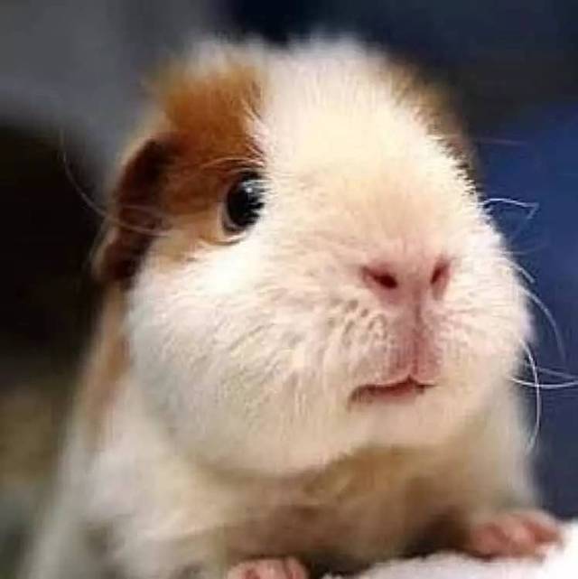 荷兰猪宠物鼠图片 第3张