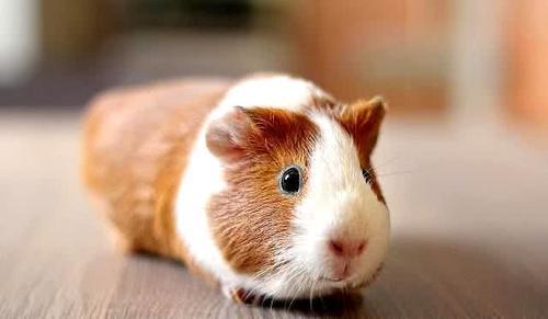 荷兰猪宠物鼠图片 第7张