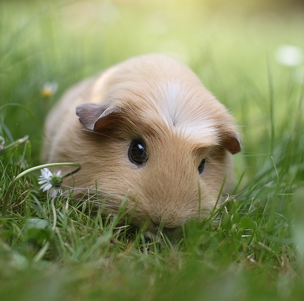荷兰猪宠物鼠图片 第6张