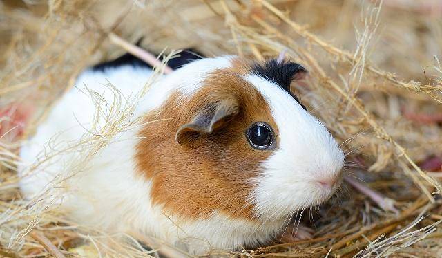 荷兰猪宠物鼠图片 第8张