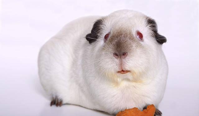 荷兰猪宠物鼠图片 第9张