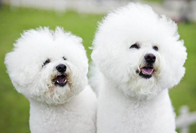 比熊鼠图片 第1张