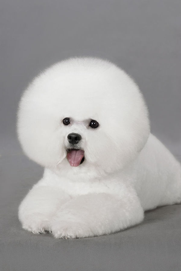 比熊鼠图片 第2张