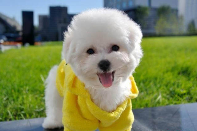 比熊鼠图片 第3张