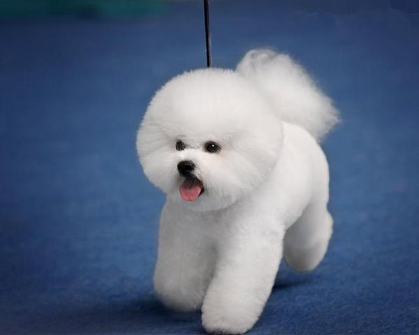 比熊鼠图片 第5张