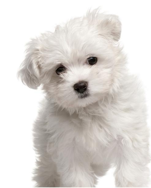 比熊鼠图片 第6张