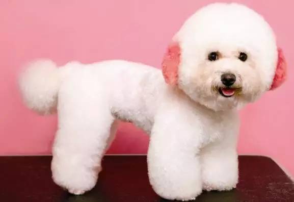 比熊鼠图片 第7张