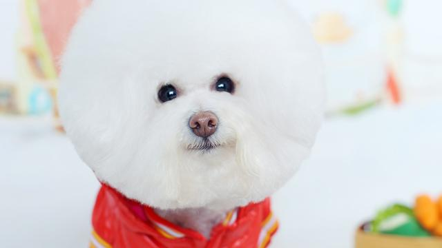 比熊鼠图片 第9张