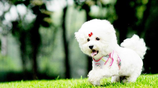 比熊鼠图片 第10张