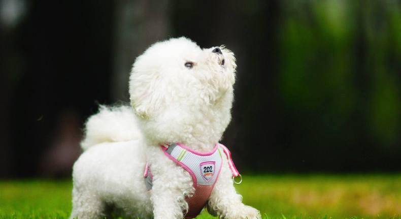 比熊鼠图片 第11张