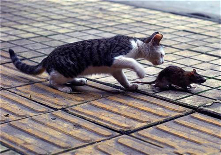 小猫捉老鼠图片 第3张