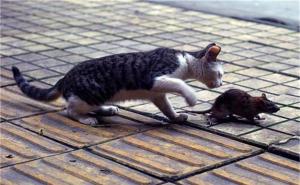 小猫捉老鼠图片 第3张