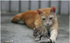 小猫捉老鼠图片