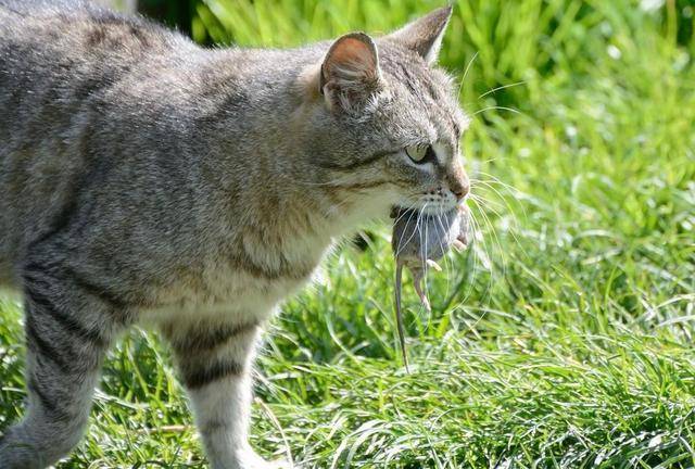 小猫捉老鼠图片 第2张