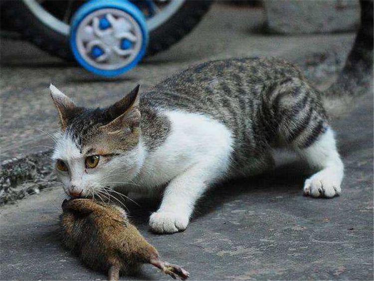 小猫捉老鼠图片 第5张
